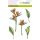 Silikonstempel Clear Stamps Craft Emotions Paradiesblume Frühlingsbote Blüte
