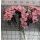1 Bund Vergissmeinnicht Sträusschen 6 Zweige a 5 Blüten Miniatur Dekozweig rosa
